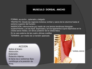 MUSCULO DORSAL ANCHO



  FORMA: es ancho , aplanado y delgado
  TRAYECTO: Desde las regiones torácica, lumbar y sacra de la columna hasta el
  extremo superior del humero
  INSERCIÓN: inferiormente por medio de una lamina tendinosa triangular ,
  superiormente y, en las Apof. Espinosas y en los ligamentos supra espinosos en la
  cresta sacra media y en tercio posterior de la cresta iliaca.
  En la cara externa de las cuatro ultimas costillas
  TERMINA : por medio de un tendón aplanado




           ACCION
Sobre el brazo:
Abducción.
Extensión.
Rotación interna.
Si tiene los 2 extremos fijos:
contribuye a la posición de
firme.
 