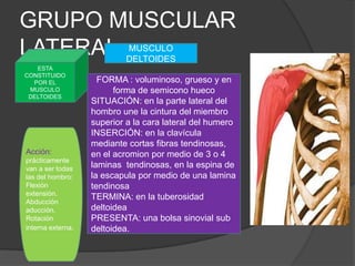 GRUPO MUSCULAR
LATERAL                    MUSCULO
                           DELTOIDES
   ESTA
CONSTITUIDO
  POR EL             FORMA : voluminoso, grueso y en
 MUSCULO                 forma de semicono hueco
 DELTOIDES
                   SITUACIÓN: en la parte lateral del
                   hombro une la cintura del miembro
                   superior a la cara lateral del humero
                   INSERCIÓN: en la clavícula
                   mediante cortas fibras tendinosas,
Acción:            en el acromion por medio de 3 o 4
prácticamente
van a ser todas    laminas tendinosas, en la espina de
las del hombro:    la escapula por medio de una lamina
Flexión            tendinosa
extensión.
                   TERMINA: en la tuberosidad
Abducción
aducción.          deltoidea
Rotación           PRESENTA: una bolsa sinovial sub
interna externa.   deltoidea.
 