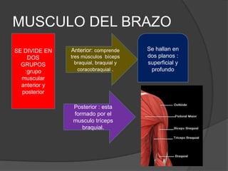MUSCULO DEL BRAZO
SE DIVIDE EN   Anterior: comprende      Se hallan en
    DOS        tres músculos bíceps     dos planos :
  GRUPOS         braquial, braquial y   superficial y
   :grupo         coracobraquial .       profundo
  muscular
  anterior y
  posterior

                Posterior : esta
                formado por el
                musculo tríceps
                   braquial.
 