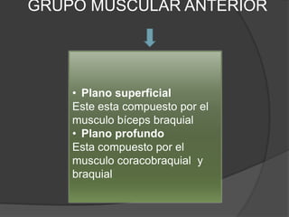 GRUPO MUSCULAR ANTERIOR




    • Plano superficial
    Este esta compuesto por el
    musculo bíceps braquial
    • Plano profundo
    Esta compuesto por el
    musculo coracobraquial y
    braquial
 