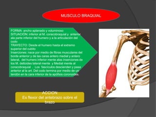 MUSCULO BRAQUIAL


FORMA: ancho aplanado y voluminoso
SITUACIÓN: inferior al M. coracobraquial y anterior
ala parte inferior del humero y a la articulación del
codo
TRAYECTO: Desde el humero hasta el extremo
superior del cubito
Inserciones: nace por medio de fibras musculares del
borde anterior y de las caras antero medial y antero
lateral, del humero inferior mente alas inserciones de
los M. deltoides lateral mente y Medial mente al
coracobraquial . Los fascículos descienden y pasa
anterior al la art. Del codo termina por medio de un
tendón en la cara inferior de la apófisis coronoides.




                    ACCION
        Es flexor del antebrazo sobre el
                      brazo
 
