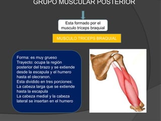 GRUPO MUSCULAR POSTERIOR


                          Esta formado por el
                         musculo tríceps braquial

                      MUSCULO TRICEPS BRAQUIAL



Forma: es muy grueso
Trayecto: ocupa la región
posterior del brazo y se extiende
desde la escapula y el humero
hasta el olecranon.
Esta dividido en tres porciones:
La cabeza larga que se extiende
hasta la escapula
La cabeza medial y la cabeza
lateral se insertan en el humero
 