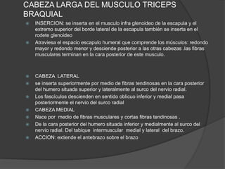 CABEZA LARGA DEL MUSCULO TRICEPS
BRAQUIAL
   INSERCION: se inserta en el musculo infra glenoideo de la escapula y el
    extremo superior del borde lateral de la escapula también se inserta en el
    rodete glenoideo
   Atraviesa el espacio escapulo humeral que comprende los músculos: redondo
    mayor y redondo menor y desciende posterior a las otras cabezas .las fibras
    musculares terminan en la cara posterior de este musculo.



   CABEZA LATERAL
   se inserta superiormente por medio de fibras tendinosas en la cara posterior
    del humero situada superior y lateralmente al surco del nervio radial.
   Los fascículos descienden en sentido oblicuo inferior y medial pasa
    posteriormente el nervio del surco radial
   CABEZA MEDIAL
   Nace por medio de fibras musculares y cortas fibras tendinosas .
   De la cara posterior del humero situada inferior y medialmente al surco del
    nervio radial. Del tabique intermuscular medial y lateral del brazo.
   ACCION: extiende el antebrazo sobre el brazo
 