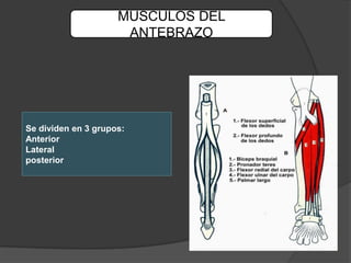 MUSCULOS DEL
                      ANTEBRAZO




Se dividen en 3 grupos:
Anterior
Lateral
posterior
 