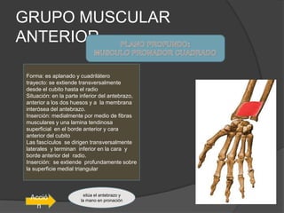 GRUPO MUSCULAR
ANTERIOR

Forma: es aplanado y cuadrilátero
trayecto: se extiende transversalmente
desde el cubito hasta el radio
Situación: en la parte inferior del antebrazo,
anterior a los dos huesos y a la membrana
interósea del antebrazo.
Inserción: medialmente por medio de fibras
musculares y una lamina tendinosa
superficial en el borde anterior y cara
anterior del cubito
Las fascículos se dirigen transversalmente
laterales y terminan inferior en la cara y
borde anterior del radio.
Inserción: se extiende profundamente sobre
la superficie medial triangular



                       sitúa el antebrazo y
 Acció                la mano en pronación
   n
 