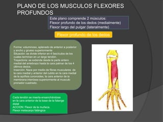 PLANO DE LOS MUSCULOS FLEXORES
   PROFUNDOS
                               Este plano comprende 2 músculos:
                               Flexor profundo de los dedos (medialmente)
                               Flexor largo del pulgar (lateralmente)

                                      Flexor profundo de los dedos

Forma: voluminoso, aplanado de anterior a posterior
y ancho y grueso superiormente
Situación: se divide inferior en 4 fascículos de los
cuales terminan en un largo tendón.
Trayectoria: se extiende desde la parte antero
medial del antebrazo hasta la cara palmar de los 4
últimos dedos.
Inserción. Nace por medio de fibras musculares de
la cara medial y anterior del cubito en la cara medial
de la apófisis coronoides, la cara anterior de la
membrana interósea superiormente al musculo
pronador cuadrado.




Cada tendón se inserta ensanchándose
en la cara anterior de la base de la falange
distal
ACCION: Flexor de la muñeca.
Flexor metacarpo falángica
 