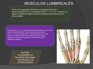 MUSCULOS LUMBRICALES
      Forma. Son pequeños fascículos musculares fusiformes .
      Estos músculos son 4 y se designan como 1° 2° 3° y 4° contando de
      lateral a medial se dirigen hacia los tendones extensores de los 4
      últimos dedos.




Inserciones: el 1° y 2° se insertan en el borde lateral y en la cara
anterior del tendón del M. flexor profundo de los dedos.
El 3° y 4° estos se originan en el borde lateral y en la cara
anterior del tendón del M. flexor profundo de los dedos.
Alcanzan en sentido divergente la cara lateral de la art.
Metacarpo falángica .




                 ACCION:
              FLEXIONAN LA
           FALANGE PROXIMAL
             Y EXTIENDE LOS
              OTROS DEDOS
 