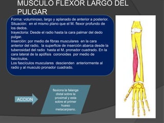 MUSCULO FLEXOR LARGO DEL
   PULGAR
Forma: voluminoso, largo y aplanado de anterior a posterior.
Situación: en el mismo plano que el M. flexor profundo de
los dedos.
trayectoria: Desde el radio hasta la cara palmar del dedo
pulgar.
Inserción: por medio de fibras musculares en la cara
anterior del radio, la superficie de inserción abarca desde la
tuberosidad del radio hasta el M. pronador cuadrado. En la
cara lateral de la apófisis coronoides por medio de
fascículos.
Los fascículos musculares descienden anteriormente al
radio y al musculo pronador cuadrado.




                          flexiona la falange
                             distal sobre la
                            proximal y esta
   ACCION                   sobre el primer
                                 hueso
                             metacarpiano.
 