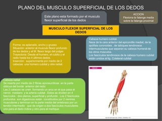 PLANO DEL MUSCULO SUPERFICIAL DE LOS DEDOS
                                                                                                        ACCION
                                   Este plano esta formado por el musculo                       Flexiona la falange media
                                   flexor superficial de los dedos                              sobre la falange proximal

                                       MUSCULO FLEXOR SUPERFICIAL DE LOS
                                                    DEDOS

                                                                     Cabeza humero cubital.
                                                                     Nace de la cara anterior del epicondilo medial, de la
        Forma: es aplanado, ancho y grueso                           apófisis coronoides , de tabiques tendinosos
        Situación: anterior al musculo flexor profundo               intermusculares que separan su cabeza humeral de
        de los dedos y al M. flexor largo del pulgar.                los otros músculos.
        Trayectoria: Desde el humero, el cubito y el                 Los fascículos tendinosos de la cabeza humero cubital
        radio hasta los 4 últimos dedos.                             están unidos al lig. Colateral cubital
        Inserción: superiormente por medio de 2
        cabezas una húmero cubital y otra radial.




Cabeza radial
Se inserta por medio de 2 fibras aponeuróticas en la parte
oblicua del borde anterior del radio
Las 2 cabezas se unen formando un arco en el que pasa el
nervio mediano y la arteria cubital . Estos se dividen en 4
fascículos : dos planos, superficial y profundo . Los 2 fascículos
profundos son digastricos están constituidos por 2 vientres
musculares y terminan en la parte media del antebrazo por un
tendón intermedio que da origen a dos fascículos musculares
uno para el dedo índice y otro para el meñique
 