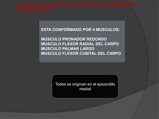 PLANO DE LOS MUSCULOS EPICONDILEOS MEDIALES
SUPERFICIALES



        ESTA CONFORMADO POR 4 MUSCULOS:

        MUSCULO PRONADOR REDONDO
        MUSCULO FLEXOR RADIAL DEL CARPO
        MUSCULO PALMAR LARGO
        MUSCULO FLEXOR CUBITAL DEL CARPO




              Todos se originan en el epicondilo
                            medial
 