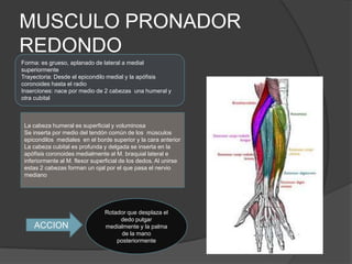 MUSCULO PRONADOR
REDONDO
Forma: es grueso, aplanado de lateral a medial
superiormente
Trayectoria: Desde el epicondilo medial y la apófisis
coronoides hasta el radio
Inserciones: nace por medio de 2 cabezas una humeral y
otra cubital



 La cabeza humeral es superficial y voluminosa
 Se inserta por medio del tendón común de los músculos
 epicondilos mediales en el borde superior y la cara anterior
 La cabeza cubital es profunda y delgada se inserta en la
 apófisis coronoides medialmente al M. braquial lateral e
 inferiormente al M. flexor superficial de los dedos. Al unirse
 estas 2 cabezas forman un ojal por el que pasa el nervio
 mediano




                                Rotador que desplaza el
                                     dedo pulgar
    ACCION                      medialmente y la palma
                                      de la mano
                                    posteriormente
 