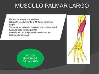 MUSCULO PALMAR LARGO

Forma: es alargado y tendinoso
Situación: medialmente al M. flexor radial del
carpo
Trayecto: se extiende desde el epicondilo medial
hasta la aponeurosis palmar.
Inserciones: en el epicondilo medial en los
tabiques tendinosos




               ACCION
             ES FLEXOR
             DE LA MANO
 