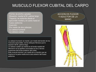 MUSCULO FLEXOR CUBITAL DEL CARPO

 Forma: es ancho y grueso                                   ACCION ES FLEXOR
 Situación: medial al M. palmar largo                        Y ADUCTOR DE LA
 Trayecto: se extiende desde el                                   MANO
 epicondilo medial y el cubito hasta el
 hueso pisiforme
 Inserción:
 Por medio de dos cabezas:
 La cabeza humeral
 La cabeza cubital



La cabeza humeral: se inserta por medio del tendón de los
músculos epicondilos de los tabiques fibrosos que lo
separan del M. palmar largo.
La cabeza cubital: se inserta en el borde medial del
olecranon en la apófisis coronoides en los 2 tercios
superiores del borde posterior del cubito.
Este musculo termina por medio de un tendón que se
inserta en la parte media de la cara anterior del hueso
pisiforme
 