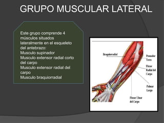 GRUPO MUSCULAR LATERAL

Este grupo comprende 4
músculos situados
lateralmente en el esqueleto
del antebrazo:
Musculo supinador
Musculo extensor radial corto
del carpo
Musculo extensor radial del
carpo
Musculo braquiorradial
 
