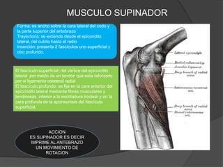 MUSCULO SUPINADOR
Forma: es ancho sobre la cara lateral del codo y
la parte superior del antebrazo
Trayectoria: se extiende desde el epicondilo
lateral, del cubito hasta el radio
Inserción: presenta 2 fascículos uno superficial y
otro profundo.



El fascículo superficial: del vértice del epicondilo
lateral por medio de un tendón que esta reforzado
por el ligamento colateral radial
El fascículo profundo: se fija en la cara anterior del
epicondilo lateral mediante fibras musculares y
tendinosas inferior a la escotadura troclear y en la
cara profunda de la aponeurosis del fascículo
superficial.




                ACCION
        ES SUPINADOR ES DECIR
        IMPRIME AL ANTEBRAZO
          UN MOVIMIENTO DE
              ROTACION
 