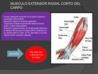 MUSCULO EXTENSOR RADIAL CORTO DEL
       CARPO

Forma: aplanado muscular en su parte superior y
tendinoso inferiormente
Situación: lateral al musculo supinador
Trayectoria: Desde el epícondilo lateral hasta el
tercer hueso metacarpiano
Inserción: superiormente en el epicondilo lateral en
el tabique fibroso que lo separa del M. extensor de
los dedos este M. cubre al M. supinador y la parte
inferior del M. pronador redondo




                               Es extensor
      ACCION                  y abductor de
                                 la mano
 