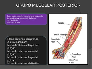 GRUPO MUSCULAR POSTERIOR

Estos están situados posteriores al esqueleto
del antebrazo y comprende 2 planos
Uno profundo
Y otro superficial




Plano profundo comprende
cuatro músculos:
Musculo abductor largo del
pulgar
Musculo extensor corto del
pulgar
Musculo extensor largo del
pulgar
Musculo extensor del índice
 