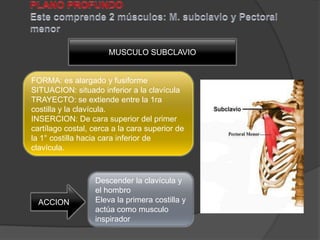 MUSCULO SUBCLAVIO


FORMA: es alargado y fusiforme
SITUACION: situado inferior a la clavícula
TRAYECTO: se extiende entre la 1ra
costilla y la clavícula.
INSERCION: De cara superior del primer
cartílago costal, cerca a la cara superior de
la 1° costilla hacia cara inferior de
clavícula.



                  Descender la clavícula y
                  el hombro
  ACCION          Eleva la primera costilla y
                  actúa como musculo
                  inspirador
 