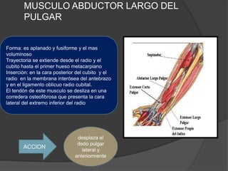 MUSCULO ABDUCTOR LARGO DEL
       PULGAR


Forma: es aplanado y fusiforme y el mas
voluminoso
Trayectoria se extiende desde el radio y el
cubito hasta el primer hueso metacarpiano
Inserción: en la cara posterior del cubito y el
radio en la membrana interósea del antebrazo
y en el ligamento oblicuo radio cubital.
El tendón de este musculo se desliza en una
corredera osteofibrosa que presenta la cara
lateral del extremo inferior del radio




                               desplaza el
                               dedo pulgar
       ACCION                    lateral y
                              anteriormente
 