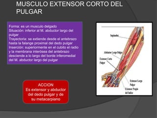 MUSCULO EXTENSOR CORTO DEL
    PULGAR

Forma: es un musculo delgado
Situación: inferior al M. abductor largo del
pulgar
Trayectoria: se extiende desde el antebrazo
hasta la falange proximal del dedo pulgar
Inserción: superiormente en el cubito el radio
y la membrana interósea del antebrazo
desciende a lo largo del borde inferomedial
del M. abductor largo del pulgar




                  ACCION
           Es extensor y abductor
            del dedo pulgar y de
              su metacarpiano
 