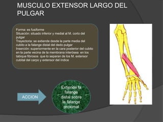 MUSCULO EXTENSOR LARGO DEL
PULGAR

Forma: es fusiforme
Situación: situado inferior y medial al M. corto del
pulgar
Trayectoria: se extiende desde la parte media del
cubito a la falange distal del dedo pulgar
Inserción: superiormente en la cara posterior del cubito
en la parte vecina de la membrana interósea en los
tabique fibrosos que lo separan de los M. extensor
cubital del carpo y extensor del índice




                                Extiende la
                                   falange
    ACCION                      distal sobre
                                 la falange
                                  proximal
 