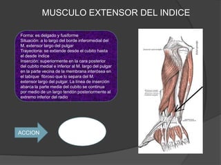 MUSCULO EXTENSOR DEL INDICE

Forma: es delgado y fusiforme
Situación: a lo largo del borde inferomedial del
M. extensor largo del pulgar
Trayectoria: se extiende desde el cubito hasta
el desde índice
Inserción: superiormente en la cara posterior
del cubito medial e inferior al M. largo del pulgar
en la parte vecina de la membrana interósea en
el tabique fibroso que lo separa del M.
extensor largo del pulgar. La línea de inserción
abarca la parte media del cubito se continua
por medio de un largo tendón posteriormente al
extremo inferior del radio




                          Es extensor
ACCION                     del índice
 
