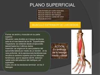 PLANO SUPERFICIAL
                                     Esta formado por cuatro músculos:
                                     Musculo extensor de los dedos
                                     Musculo extensor del meñique
                                     Musculo extensor cubital del carpo
                                     Musculo anconeo


                              MUSCULO EXTENSOR DE LOS DEDOS


Forma: es ancho y muscular en su parte
superior
Situación: esta dividido en 4 largos tendones
este es el mas lateral de los M. Superficiales
Trayectoria: se extiende desde el epicondilo
lateral hasta los 4 últimos dedos                       ACCION
Inserción: se origina en la cara posterior del
epicondilo lateral por medio de un tendón en la
                                                       Es extensor
cara profunda de la aponeurosis tendinosa que         de la falange
recubre su extremo superior por los tabiques          media y distal
tendinosos que lo separan del M. extensor
radial corto del extensor del meñique y el
supinador
Cada uno de los tendones terminan en los 3
falanges
 