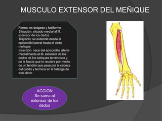 MUSCULO EXTENSOR DEL MEÑIQUE

Forma: es delgado y fusiforme
Situación: situado medial al M.
extensor de los dedos
Trayecto: se extiende desde el
epicondilo lateral hasta el dedo
meñique
Inserción: nace del epicondilo lateral
medialmente al M. extensor de los
dedos de los tabiques tendinosos y
de la fascia que lo recubre por medio
de un tendón que pasa por la cabeza
del cubito y termina en la falange de
este dedo




            ACCION
           Se suma al
         extensor de los
             dedos
 