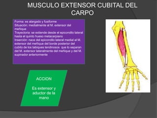 MUSCULO EXTENSOR CUBITAL DEL
                   CARPO
Forma: es alargado y fusiforme
Situación: medialmente al M. extensor del
meñique
Trayectoria: se extiende desde el epicondilo lateral
hasta el quinto hueso metacarpiano
Inserción: nace del epicondilo lateral medial al M.
extensor del meñique del borde posterior del
cubito de los tabiques tendinosos que lo separan
del M. extensor lateralmente del meñique y del M.
supinador anteriormente




                ACCION

             Es extensor y
             aductor de la
                 mano
 