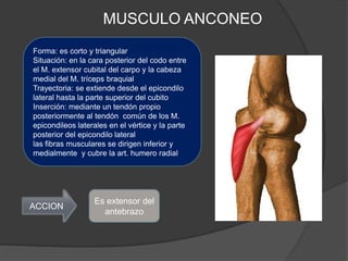 MUSCULO ANCONEO
Forma: es corto y triangular
Situación: en la cara posterior del codo entre
el M. extensor cubital del carpo y la cabeza
medial del M. tríceps braquial
Trayectoria: se extiende desde el epicondilo
lateral hasta la parte superior del cubito
Inserción: mediante un tendón propio
posteriormente al tendón común de los M.
epicondileos laterales en el vértice y la parte
posterior del epicondilo lateral
las fibras musculares se dirigen inferior y
medialmente y cubre la art. humero radial




                  Es extensor del
ACCION
                    antebrazo
 