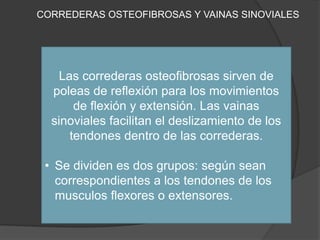CORREDERAS OSTEOFIBROSAS Y VAINAS SINOVIALES




    Las correderas osteofibrosas sirven de
  poleas de reflexión para los movimientos
       de flexión y extensión. Las vainas
  sinoviales facilitan el deslizamiento de los
      tendones dentro de las correderas.

 • Se dividen es dos grupos: según sean
   correspondientes a los tendones de los
   musculos flexores o extensores.
 