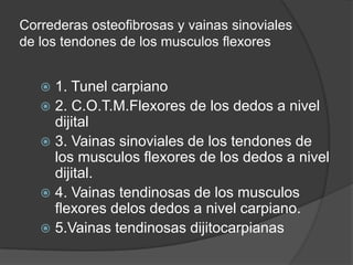 Correderas osteofibrosas y vainas sinoviales
de los tendones de los musculos flexores


    1. Tunel carpiano
    2. C.O.T.M.Flexores de los dedos a nivel
     dijital
    3. Vainas sinoviales de los tendones de
     los musculos flexores de los dedos a nivel
     dijital.
    4. Vainas tendinosas de los musculos
     flexores delos dedos a nivel carpiano.
    5.Vainas tendinosas dijitocarpianas
 