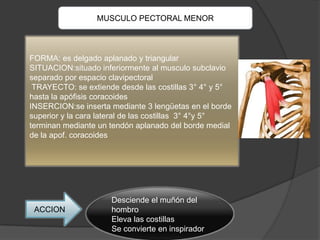 MUSCULO PECTORAL MENOR



FORMA: es delgado aplanado y triangular
SITUACION:situado inferiormente al musculo subclavio
separado por espacio clavipectoral
 TRAYECTO: se extiende desde las costillas 3° 4° y 5°
hasta la apófisis coracoides
INSERCION:se inserta mediante 3 lengüetas en el borde
superior y la cara lateral de las costillas 3° 4°y 5°
terminan mediante un tendón aplanado del borde medial
de la apof. coracoides




                     Desciende el muñón del
 ACCION              hombro
                     Eleva las costillas
                     Se convierte en inspirador
 