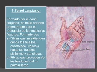 1.Tunel carpiano:

Formado por el canal
carpiano, se halla cerrado
anteriormente por el
retinaculo de los musculos
flexores. Formado por:
a) Fibras que se extienden
   desde los huesos,
   escafoides, trapecio
   hasta los huesos
   pisiforme y ganchoso.
b) Fibras que proceden de
   los tendones del m.
   palmar largo.
 