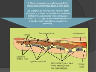 3. Vainas sinoviales de los tendones de los
 musculos flexores de los dedos a nivel dijital.

 Los tendones de los musculos flexores estan
 envueltos a la altura de los dedos por serosas
  peritendinosas llamadas vainas sinoviales.
Constan de una hoja parietal que reviste la cara
   profunda y una visceral que envuelve los
                    tendones.
 