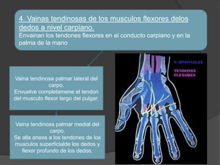 4. Vainas tendinosas de los musculos flexores delos
  dedos a nivel carpiano.
  Envainan los tendones flexores en el conducto carpiano y en la
  palma de la mano




Vaina tendinosa palmar lateral del
              carpo.
Envuelve completamene el tendon
del musculo flexor largo del pulgar.



Vaina tendinosa palmar medial del
               carpo.
Se alla anexa a los tendones de los
musculos superficialde los dedos y
   flexor profundo de los dedos.
 
