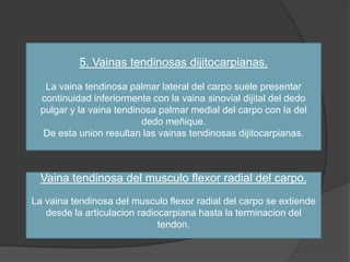 5. Vainas tendinosas dijitocarpianas.

   La vaina tendinosa palmar lateral del carpo suele presentar
  continuidad inferiormente con la vaina sinovial dijital del dedo
  pulgar y la vaina tendinosa palmar medial del carpo con la del
                          dedo meñique.
   De esta union resultan las vainas tendinosas dijitocarpianas.



  Vaina tendinosa del musculo flexor radial del carpo.
La vaina tendinosa del musculo flexor radial del carpo se extiende
   desde la articulacion radiocarpiana hasta la terminacion del
                              tendon.
 