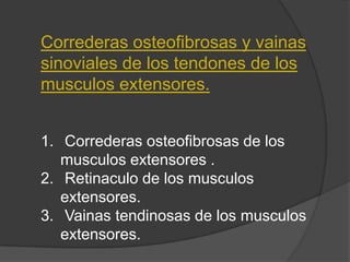 Correderas osteofibrosas y vainas
sinoviales de los tendones de los
musculos extensores.


1. Correderas osteofibrosas de los
   musculos extensores .
2. Retinaculo de los musculos
   extensores.
3. Vainas tendinosas de los musculos
   extensores.
 