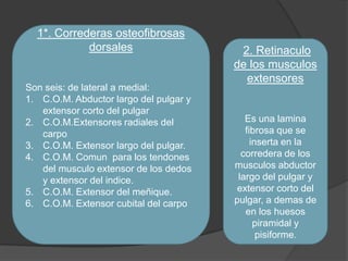 1*. Correderas osteofibrosas
            dorsales                     2. Retinaculo
                                        de los musculos
                                          extensores
Son seis: de lateral a medial:
1. C.O.M. Abductor largo del pulgar y
   extensor corto del pulgar
2. C.O.M.Extensores radiales del           Es una lamina
   carpo                                   fibrosa que se
3. C.O.M. Extensor largo del pulgar.         inserta en la
4. C.O.M. Comun para los tendones         corredera de los
   del musculo extensor de los dedos    musculos abductor
   y extensor del indice.                largo del pulgar y
5. C.O.M. Extensor del meñique.          extensor corto del
6. C.O.M. Extensor cubital del carpo    pulgar, a demas de
                                           en los huesos
                                              piramidal y
                                               pisiforme.
 