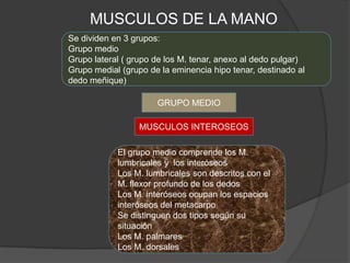MUSCULOS DE LA MANO
Se dividen en 3 grupos:
Grupo medio
Grupo lateral ( grupo de los M. tenar, anexo al dedo pulgar)
Grupo medial (grupo de la eminencia hipo tenar, destinado al
dedo meñique)

                      GRUPO MEDIO

                  MUSCULOS INTEROSEOS

            El grupo medio comprende los M.
            lumbricales y los interóseos
            Los M. lumbricales son descritos con el
            M. flexor profundo de los dedos
            Los M. interóseos ocupan los espacios
            interóseos del metacarpo
            Se distinguen dos tipos según su
            situación
            Los M. palmares
            Los M. dorsales
 