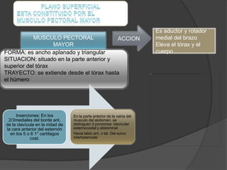 Es aductor y rotador
            MUSCULO PECTORAL              ACCION                        medial del brazo
                   MAYOR                                                Eleva el tórax y el
FORMA: es ancho aplanado y triangular                                   cuerpo
SITUACION: situado en la parte anterior y
superior del tórax
TRAYECTO: se extiende desde el tórax hasta
el húmero




     Inserciones: En los         En la parte anterior de la vaina del
 2/3mediales del borde ant.      musculo del abdomen. se
de la clavícula en la mitad de   distinguen 3 porciones: clavicular
la cara anterior del esternón    esternocostal y abdominal
  en los 5 o 6 1° cartílagos     Hacia labio ant. o lat. Del surco
             cost.               intertubercular
 