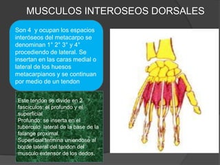 MUSCULOS INTEROSEOS DORSALES
Son 4 y ocupan los espacios
interóseos del metacarpo se
denominan 1° 2° 3° y 4°
procediendo de lateral. Se
insertan en las caras medial o
lateral de los huesos
metacarpianos y se continuan
por medio de un tendon


Este tendon se divide en 2
fascículos: el profundo y el
superficial
Profundo: se inserta en el
tubérculo lateral de la base de la
falange proximal.
Superficial:termina uniendose al
borde lateral del tendon del
musculo extensor de los dedos.
 