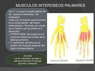 MUSCULOS INTEROSEOS PALMARES
Son 4 y ocupan la parte palmar de
los espacios interóseos del
metacarpo
Cada uno se inserta superiormente
en la mitad palmar del hueso
metacarpiano. Terminan por medio
de un tendon que se divide en 2
fasciculos:
• F.PROFUNDO: Se inserta en el
  tuberculo lateral de la base de la
  falange proximal.
• F. superficial: termina con el
  tendon del musculo extensor del
  dedo correspondiente.


               ACCION
     Los M. interóseos dorsales y
     palmares flexionan la falange
         proximal y extienden
 