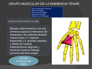 GRUPO MUSCULAR DE LA EMINENCIA TENAR
                       Este comprende 4 músculos:
                       Aductor del pulgar
                       Flexor corto del pulgar
                       Oponente del pulgar
                       Abductor corto del pulgar


MUSCULO ADUCTOR DEL PULGAR



 Situado anteriormente a los dos
 primeros espacios interoseos del
 metacarpo. Se extiende desdeel
 macizo oseo ( h. trapezio,
 trapezoide y h. grande) carpiano
 y desde los huesos
 metacarpianos segundo y
 tercecero hasta la falange
 proximal del dedo pulgar.

        ACCION
      Es aductor del
         pulgar.
 