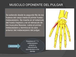 MUSCULO OPONENTE DEL PULGAR


Se extiende desde la segunda fila de los
huesos del carpo hasta el primer hueso
metacarpiano. Se inserta en el tuberculo
del hueso trapecio y en el retinaculo de
los musculos flexores, cubre el primer
metacarpiano y termina en la cara
anterior del metacarpiano del pulgar.




                     Desplaza el 1° h.
                       metacarpiano
                         anterior y
    ACCION             lateralmente
                     oponiéndolo a los
                          demás
 