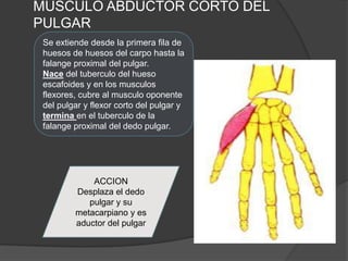MUSCULO ABDUCTOR CORTO DEL
PULGAR
 Se extiende desde la primera fila de
 huesos de huesos del carpo hasta la
 falange proximal del pulgar.
 Nace del tuberculo del hueso
 escafoides y en los musculos
 flexores, cubre al musculo oponente
 del pulgar y flexor corto del pulgar y
 termina en el tuberculo de la
 falange proximal del dedo pulgar.




             ACCION
         Desplaza el dedo
            pulgar y su
         metacarpiano y es
         aductor del pulgar
 