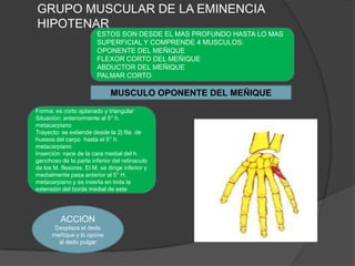 GRUPO MUSCULAR DE LA EMINENCIA
HIPOTENAR
                         ESTOS SON DESDE EL MAS PROFUNDO HASTA LO MAS
                         SUPERFICIAL Y COMPRENDE 4 MUSCULOS:
                         OPONENTE DEL MEÑIQUE
                         FLEXOR CORTO DEL MEÑIQUE
                         ABDUCTOR DEL MEÑIQUE
                         PALMAR CORTO

                              MUSCULO OPONENTE DEL MEÑIQUE
Forma: es corto aplanado y triangular
Situación: anteriormente al 5° h.
metacarpiano
Trayecto: se extiende desde la 2| fila de
huesos del carpo hasta el 5° h.
metacarpiano
Inserción: nace de la cara medial del h.
ganchoso de la parte inferior del retinaculo
de los M. flexores. El M. se dirige inferior y
medialmente pasa anterior al 5° H.
metacarpiano y se inserta en toda la
extensión del borde medial de este




          ACCION
       Desplaza el dedo
      meñique y lo opone
        al dedo pulgar
 