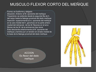 MUSCULO FLEXOR CORTO DEL MEÑIQUE
Forma: es fusiforme y delgado
Situación. Anterior al M. oponente del meñique
Trayectoria: se extiende desde la segunda fila de h.
del carpo hasta la falange proximal del dedo meñique
Inserción: superiormente al m. oponente del meñique
en la cara medial del h. ganchoso en la parte antero
medial del retinaculo de los M. flexores en el arco
fibroso de los M. de la eminencia hipo tenar
Este desciende anteriormente al M. oponente del
meñique y termina por un tendón en el lado medial de
la base de la falange proximal del dedo meñique




                   ACCION
              Es flexor del dedo
                   meñique
 