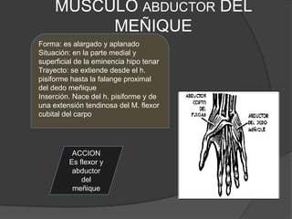MUSCULO ABDUCTOR DEL
          MEÑIQUE
Forma: es alargado y aplanado
Situación: en la parte medial y
superficial de la eminencia hipo tenar
Trayecto: se extiende desde el h.
pisiforme hasta la falange proximal
del dedo meñique
Inserción. Nace del h. pisiforme y de
una extensión tendinosa del M. flexor
cubital del carpo




          ACCION
         Es flexor y
          abductor
             del
          meñique
 