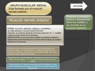 GRUPO MUSCULAR MEDIAL                                                           ACCION
 Esta formado por el musculo
 serrato anterior.
                                                                            Desplaza la escapula
  Musculo serrato anterior                                                  anterior y lateralmente
                                                                            Eleva las costillas y
                                                                            se convierte en un
FORMA: es ancho, aplanado, delgado y cuadrilátero                           musculo inspirador
Se halla aplicado a la pared lateral del tórax
Trayecto: se extiende alrededor del tórax sobre las 10 1° costillas
hasta el borde medial de la escapula.
INSERCIONES: las inserciones costales se realizan mediante
digitaciones. Esta inervado por el nervio torácico largo se pueden
reconocer 3 porciones.


Primera porción.-se inserta anteriormente en el borde lateral de las
primeras costillas y se dirige posterior y superiormente termina por
medio de cortas fibras tendinosas en una pequeña carilla que ocupa
el ángulo supero medial de la escapula

Segunda porcion:esta formada por 3 digitaciones se inserta en la cara
 externa de las costillas 2 3 y 4 siguiendo una línea oblicua inferior y
                                 anterior
  Tercera porción: se fija en la cara externa de las costillas 5 a 10 por
 medio de 6 digitaciones distintas de inserción del musculo oblicuo ext.
                               del abdomen
 